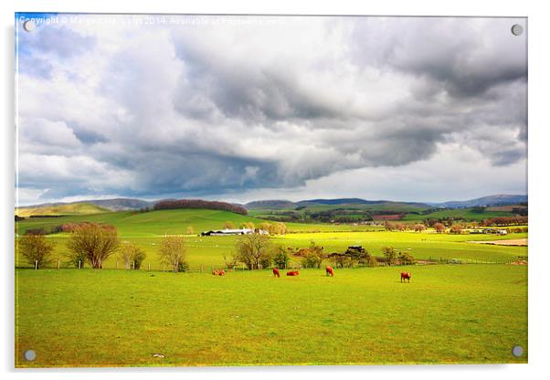 Beautiful rural landscape with grazing cows, hills Acrylic by Malgorzata Larys