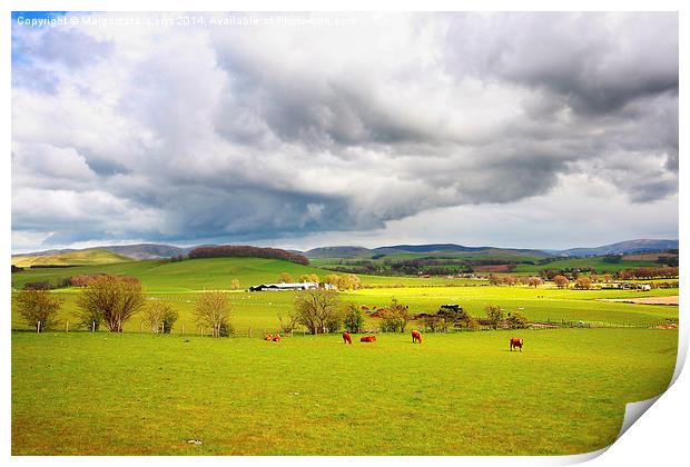 Beautiful rural landscape with grazing cows, hills Print by Malgorzata Larys