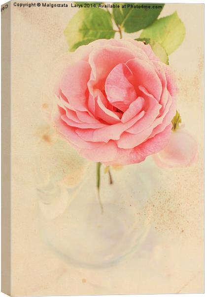 Pretty floral vintage background with pink rose Canvas Print by Malgorzata Larys