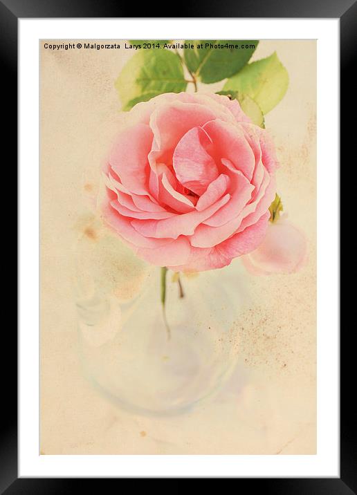 Pretty floral vintage background with pink rose Framed Mounted Print by Malgorzata Larys