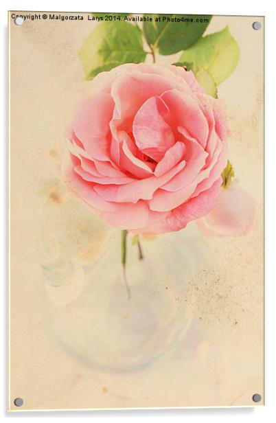 Pretty floral vintage background with pink rose Acrylic by Malgorzata Larys