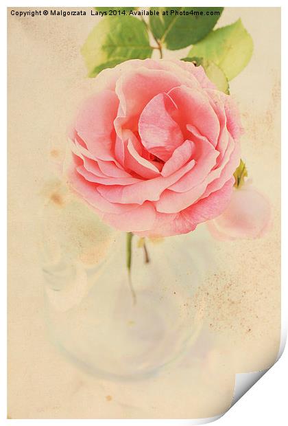 Pretty floral vintage background with pink rose Print by Malgorzata Larys