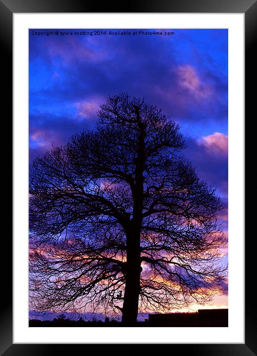 End of the day Framed Mounted Print by sylvia scotting
