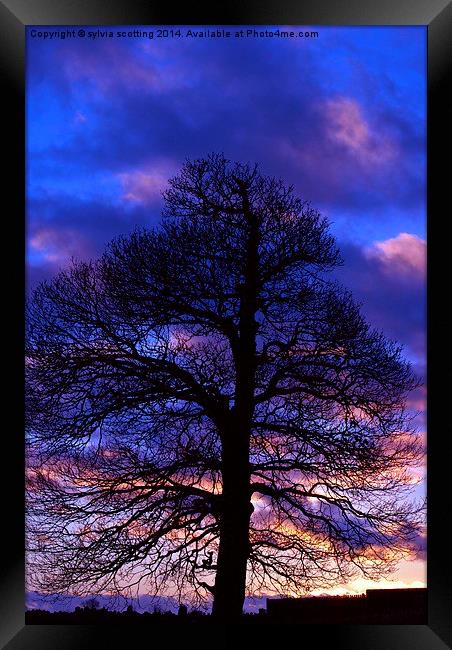 End of the day Framed Print by sylvia scotting