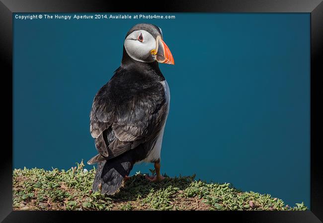 Puffin Framed Print by Stef B