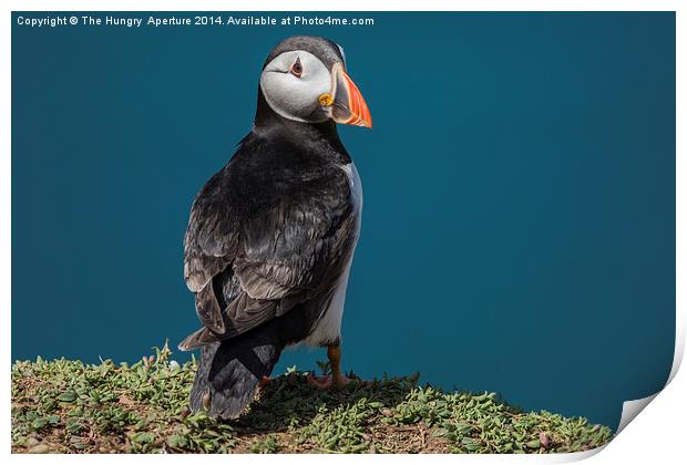Puffin Print by Stef B