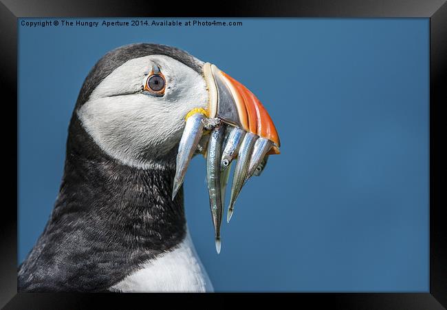 Puffin with Sand Eels Framed Print by Stef B