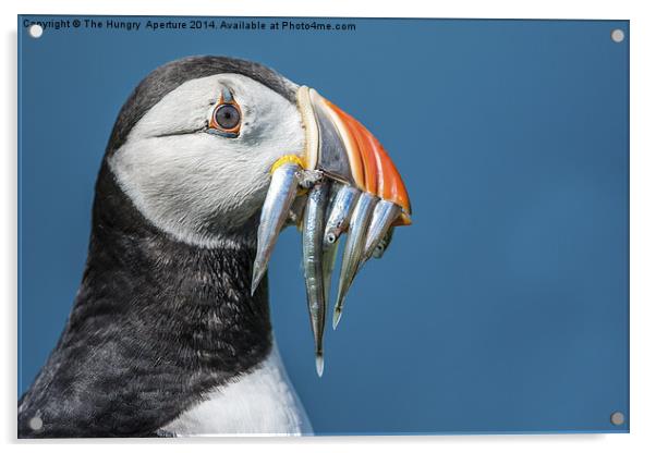 Puffin with Sand Eels Acrylic by Stef B