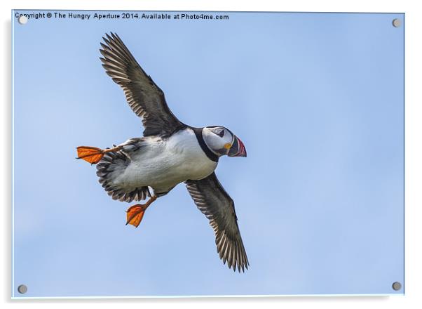 Puffin in flight Acrylic by Stef B