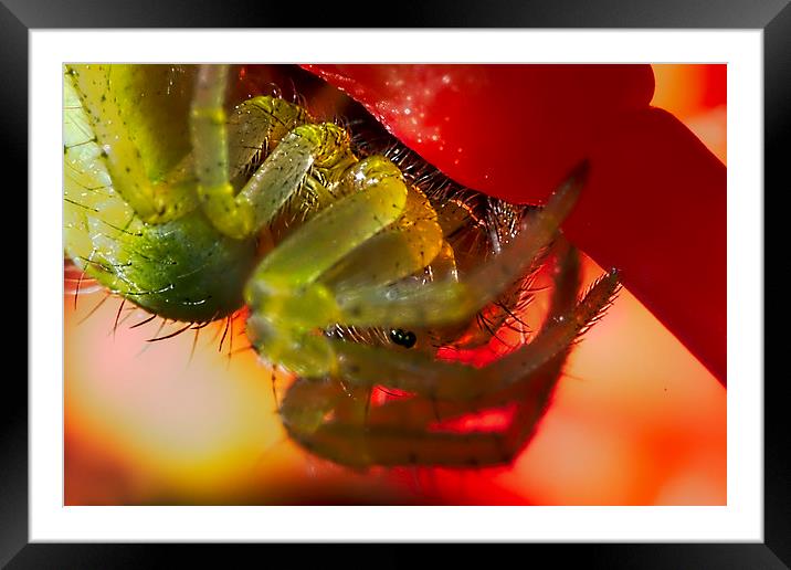 Green Orb-weaver spider macro Framed Mounted Print by James Bennett (MBK W