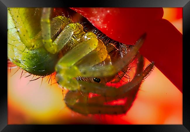 Green Orb-weaver spider macro Framed Print by James Bennett (MBK W