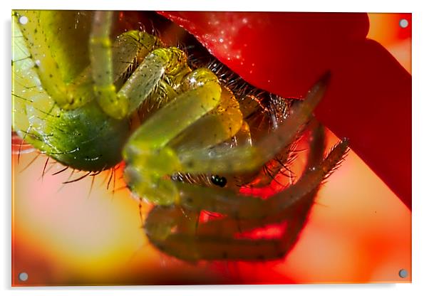 Green Orb-weaver spider macro Acrylic by James Bennett (MBK W
