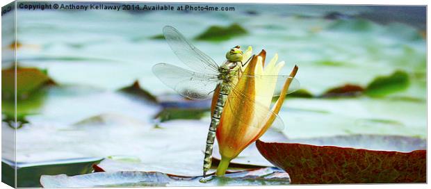 DRAGONFLY ON LILY Canvas Print by Anthony Kellaway