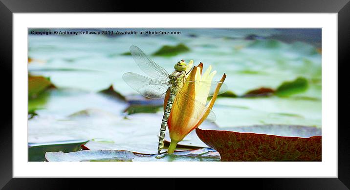 DRAGONFLY ON LILY Framed Mounted Print by Anthony Kellaway