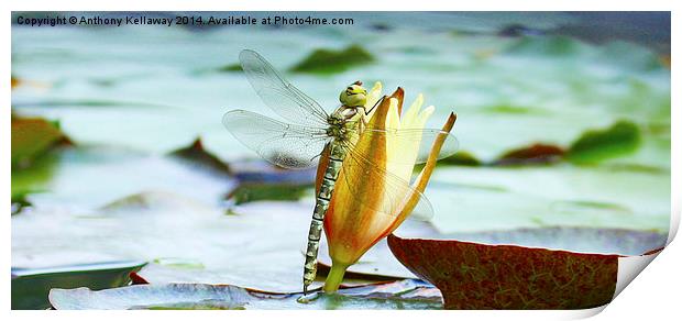 DRAGONFLY ON LILY Print by Anthony Kellaway