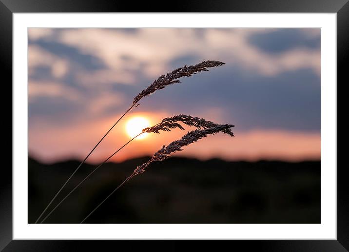 Grass Sunset Framed Mounted Print by Roger Green