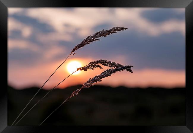 Grass Sunset Framed Print by Roger Green