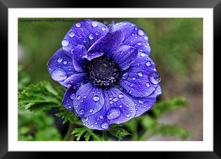Anemone with raindroplets Framed Mounted Print by Avril Harris