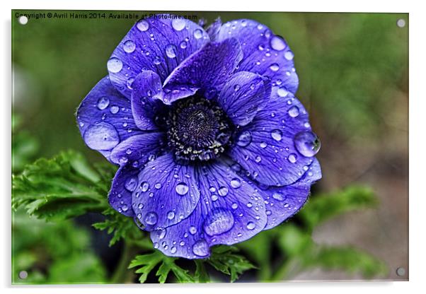 Anemone with raindroplets Acrylic by Avril Harris