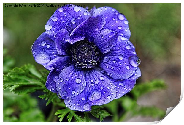 Anemone with raindroplets Print by Avril Harris