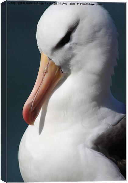 Black-browed Albatross Portrait Canvas Print by Carole-Anne Fooks