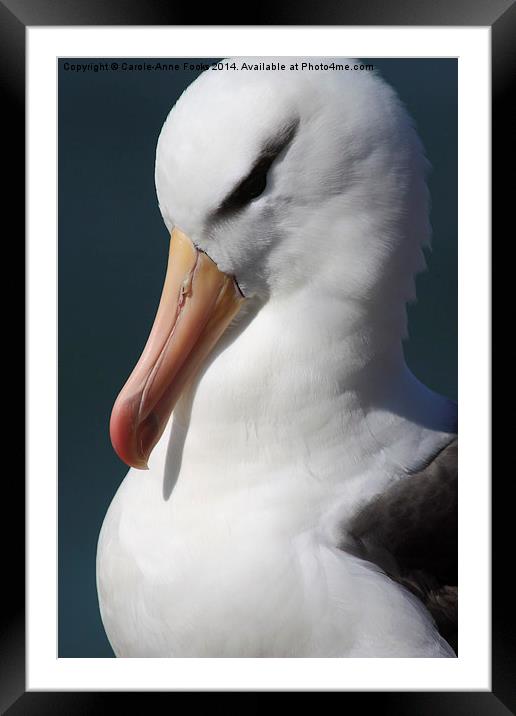 Black-browed Albatross Portrait Framed Mounted Print by Carole-Anne Fooks