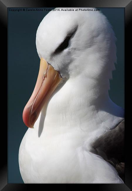 Black-browed Albatross Portrait Framed Print by Carole-Anne Fooks