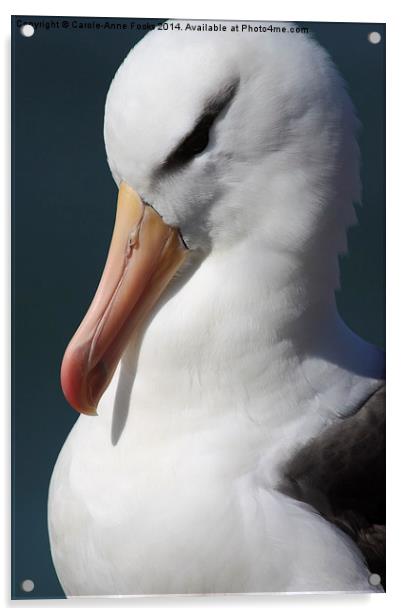 Black-browed Albatross Portrait Acrylic by Carole-Anne Fooks
