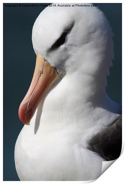 Black-browed Albatross Portrait Print by Carole-Anne Fooks