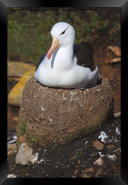 Nesting Black-browed Albatross Framed Print by Carole-Anne Fooks