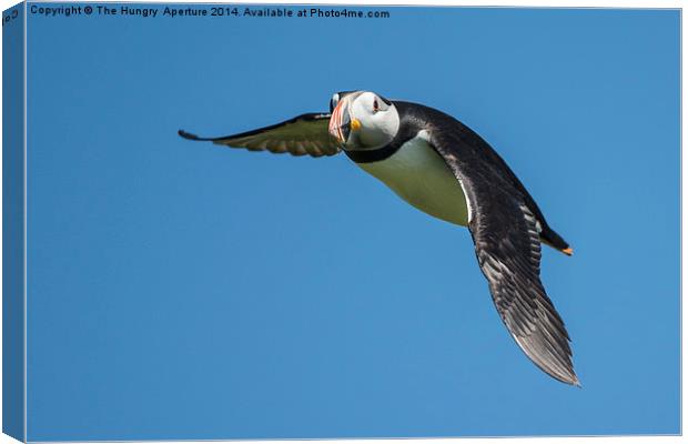 Puffin in flight Canvas Print by Stef B