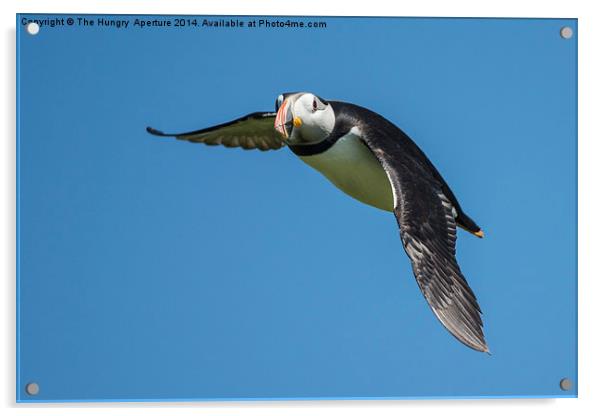 Puffin in flight Acrylic by Stef B