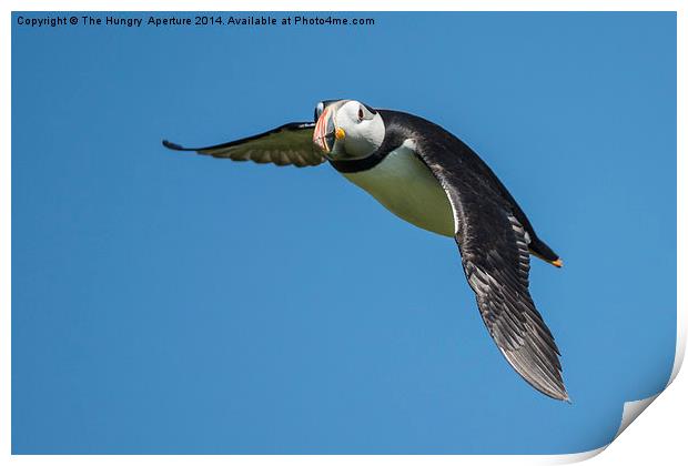 Puffin in flight Print by Stef B