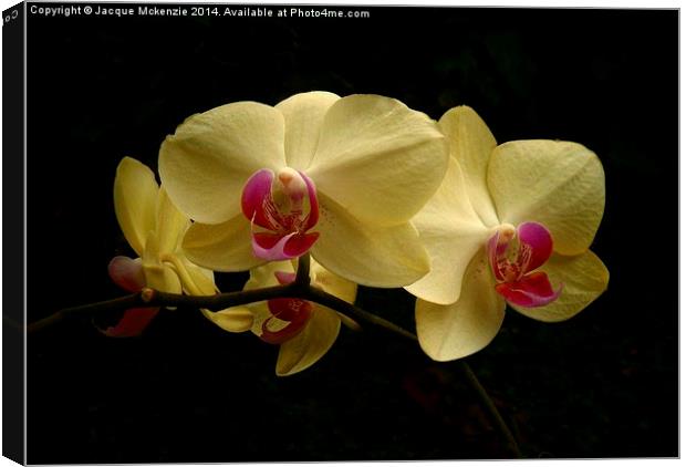 PHALAENOPSIS MOTH ORCHID Canvas Print by Jacque Mckenzie