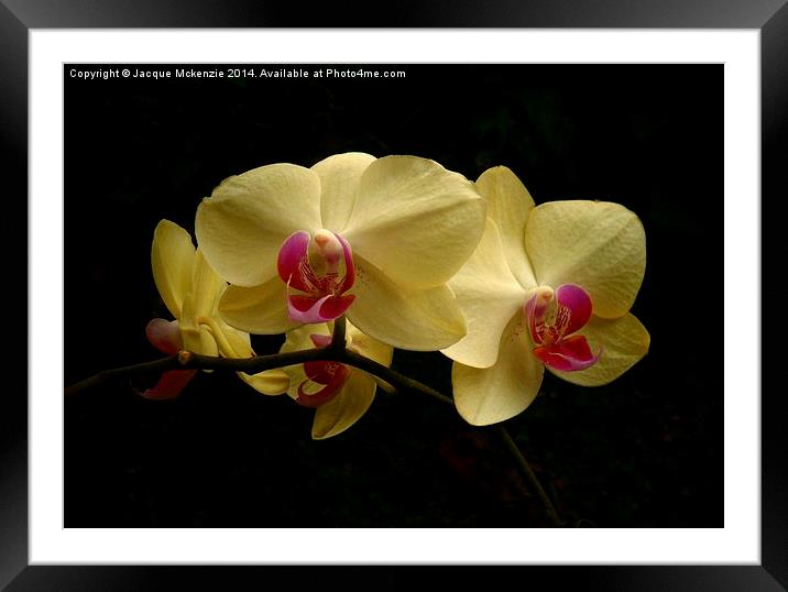 PHALAENOPSIS MOTH ORCHID Framed Mounted Print by Jacque Mckenzie