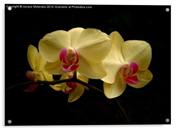 PHALAENOPSIS MOTH ORCHID Acrylic by Jacque Mckenzie
