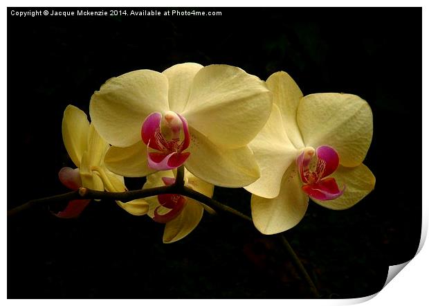 PHALAENOPSIS MOTH ORCHID Print by Jacque Mckenzie