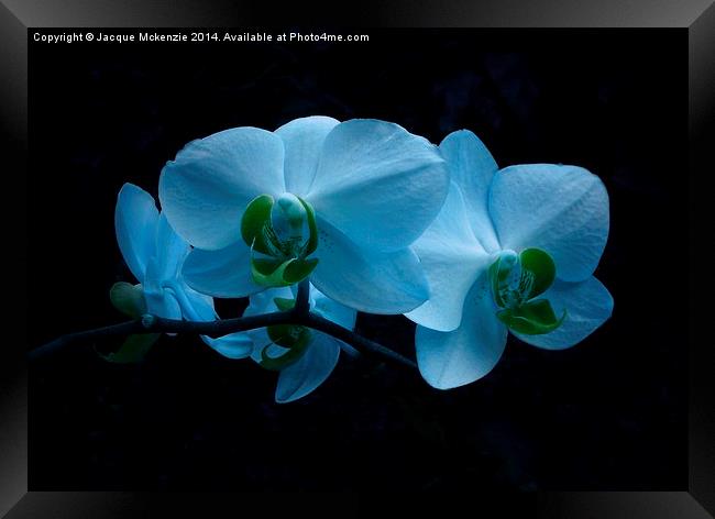COOL BLUE ORCHID Framed Print by Jacque Mckenzie