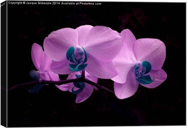 PRETTY PINK ORCHID Canvas Print by Jacque Mckenzie