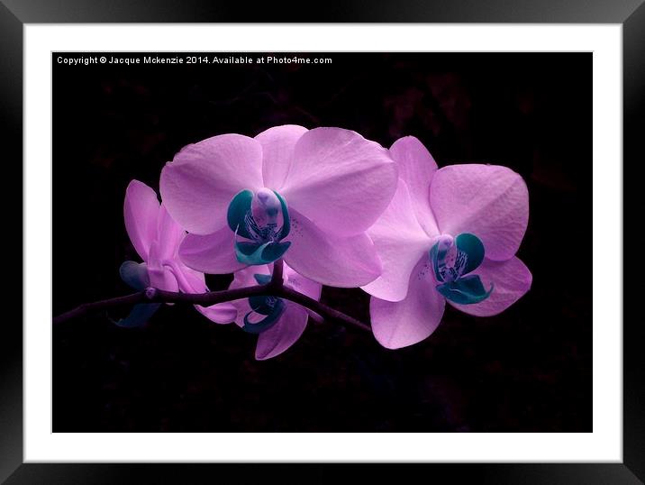 PRETTY PINK ORCHID Framed Mounted Print by Jacque Mckenzie
