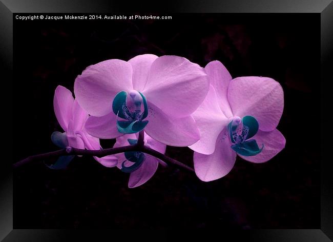 PRETTY PINK ORCHID Framed Print by Jacque Mckenzie