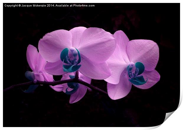 PRETTY PINK ORCHID Print by Jacque Mckenzie
