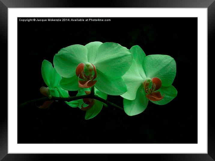 GREEN ORCHID Framed Mounted Print by Jacque Mckenzie