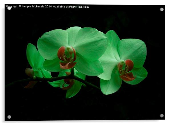 GREEN ORCHID Acrylic by Jacque Mckenzie