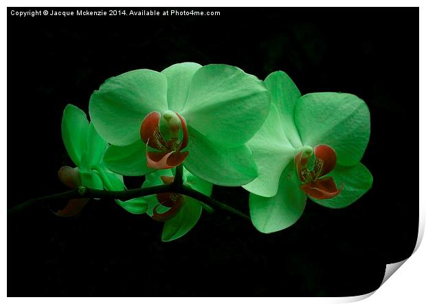GREEN ORCHID Print by Jacque Mckenzie