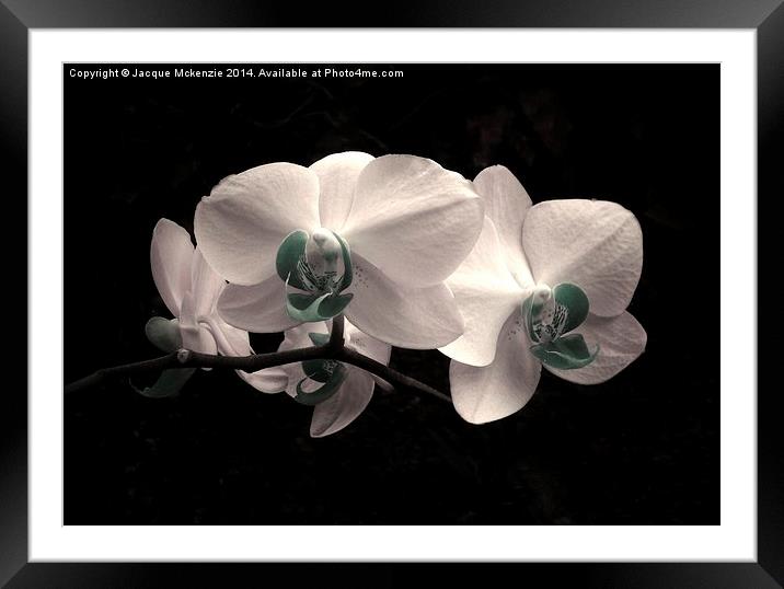 WHITE FROST ORCHID Framed Mounted Print by Jacque Mckenzie