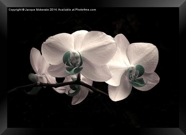 WHITE FROST ORCHID Framed Print by Jacque Mckenzie