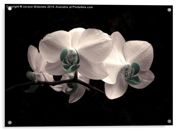 WHITE FROST ORCHID Acrylic by Jacque Mckenzie