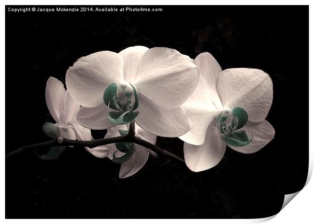 WHITE FROST ORCHID Print by Jacque Mckenzie