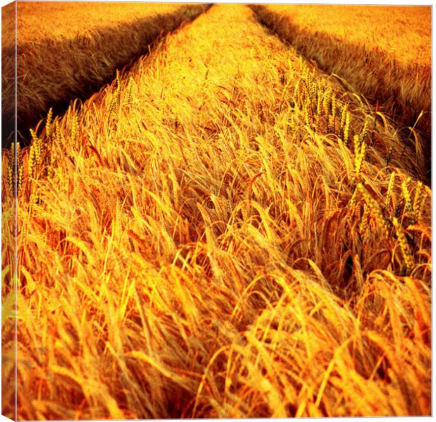 Almost Harvest Time Canvas Print by Howie Marsh